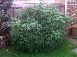 Joey Starr, Maître Gims, 2PAC, des noms de rappeurs pour des plants de cannabis !!!