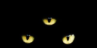 Vald – Petite chatte (Son)