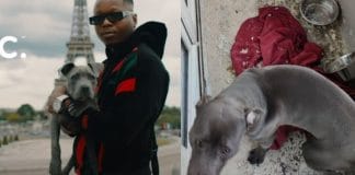Leto va vite sortir de là « Captain », son chien maltraité et enfermé sur un balcon