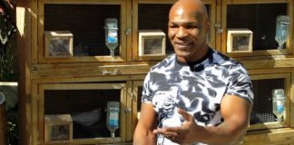 Mike Tyson débourserait 400 000 $ pour ses pigeons chaque mois