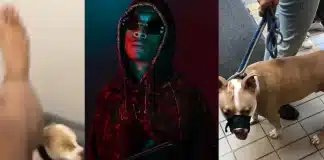Timal en GAV, une plainte déposée et son chien confisqué après l’avoir frappé