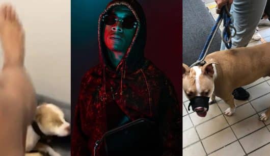Timal en GAV, une plainte déposée et son chien confisqué après l'avoir frappé