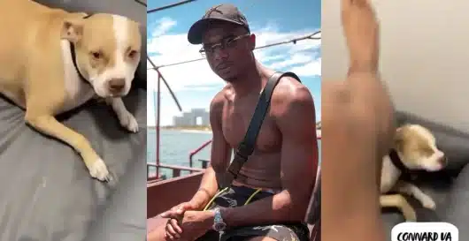 Timal choque avec sa vidéo compromettante en train de taper son chien