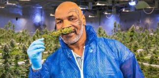 Voici le magasin de weed de Mike Tyson inauguré à Amsterdam