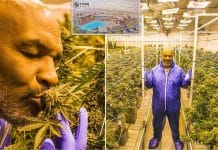 Mike Tyson : la somme astronomique qu’il empoche avec le cannabis